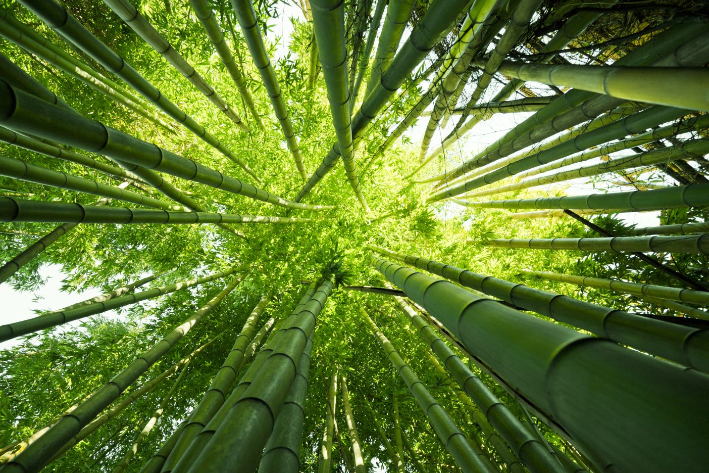 Bambus i prirodna rafija